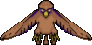Hawk